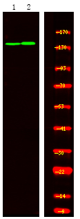 Phospho-TIE1 (Tyr1117) Antibody in Western Blot (WB)
