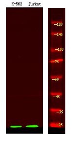 Phospho-Bcl-10 (Ser138) Antibody in Western Blot (WB)