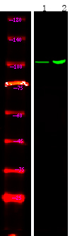 Phospho-Androgen Receptor (Tyr267) Antibody in Western Blot (WB)