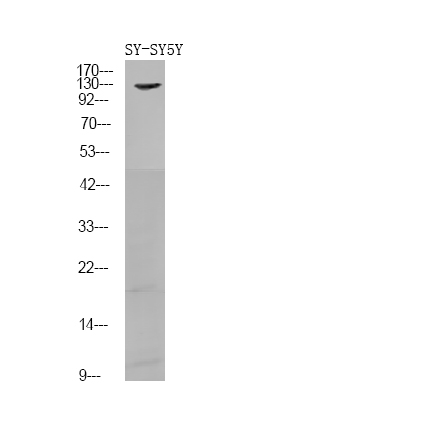 Phospho-FGFR1/FGFR2 (Tyr730, Tyr733) Antibody in Western Blot (WB)