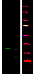Phospho-Connexin 43 (Ser279) Antibody in Western Blot (WB)