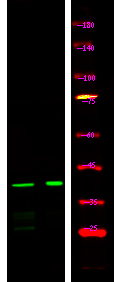 Phospho-Connexin 43 (Ser282) Antibody in Western Blot (WB)