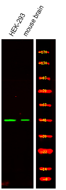 Phospho-Ataxin 3 (Ser256) Antibody in Western Blot (WB)