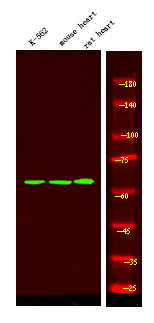 Phospho-BAG3 (Tyr457) Antibody in Western Blot (WB)
