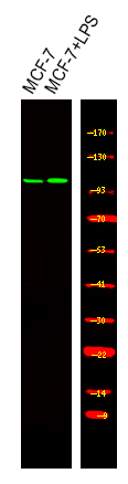 Phospho-BCLAF1 (Ser531) Antibody in Western Blot (WB)