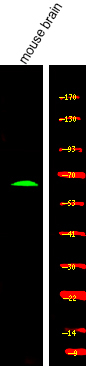 Phospho-CRMP1 (Tyr504) Antibody in Western Blot (WB)