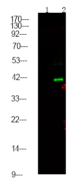 Phospho-CtBP1/CtBP2 (Ser158, Ser164) Antibody in Western Blot (WB)