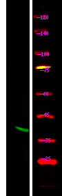 Phospho-Connexin 43 (Ser373) Antibody in Western Blot (WB)