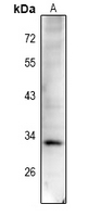 Phospho-Cyclin D1 (Thr288) Antibody in Western Blot (WB)