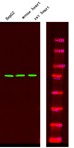 Phospho-FOXO1 (Ser249) Antibody in Western Blot (WB)