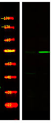 Phospho-FOXO3A (Ser321) Antibody in Western Blot (WB)