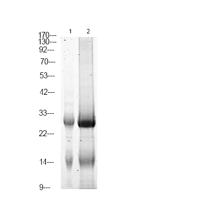 Phospho-NTAL (Tyr136) Antibody in Western Blot (WB)