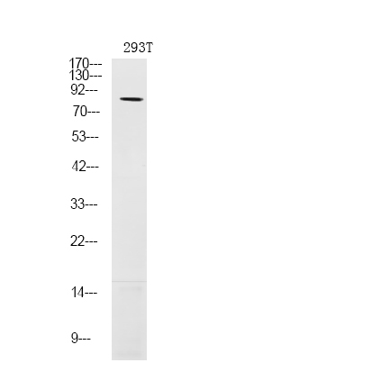 Phospho-LIMK1 (Ser310) Antibody in Western Blot (WB)