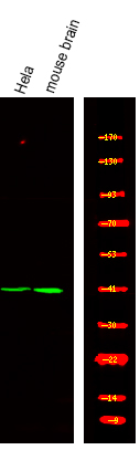 Phospho-NDRG2 (Thr348) Antibody in Western Blot (WB)