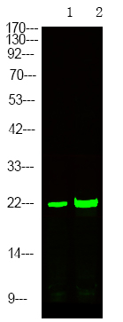 Phospho-p21 (Ser129) Antibody in Western Blot (WB)