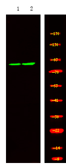 Phospho-PDE4D (Ser715) Antibody in Western Blot (WB)