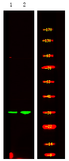 Phospho-PDX1 (Ser61) Antibody in Western Blot (WB)