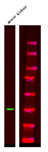 Phospho-Presenilin 1 (Ser353) Antibody in Western Blot (WB)