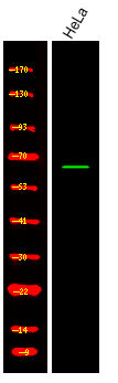 Phospho-SHC3 (Tyr424) Antibody in Western Blot (WB)