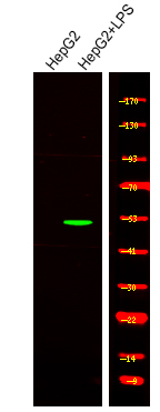 Phospho-SMAD1/SMAD5/SMAD9 (Ser463, Ser465) Antibody in Western Blot (WB)