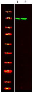 Phospho-SREBP2 (Ser455) Antibody in Western Blot (WB)