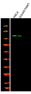 Phospho-USP28 (Ser714) Antibody in Western Blot (WB)