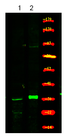 Phospho-XPA (Ser196) Antibody in Western Blot (WB)