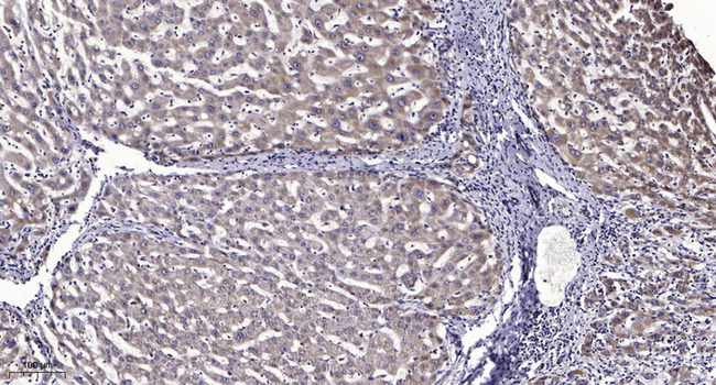 Phospho-LRP6 (Thr1479) Antibody in Immunohistochemistry (Paraffin) (IHC (P))
