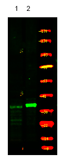 Phospho-CDK5 (Ser159) Antibody in Western Blot (WB)