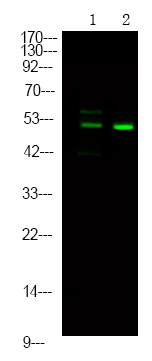 Phospho-DOK2 (Tyr139) Antibody in Western Blot (WB)