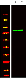 Phospho-GRK1/GRK2 (Tyr13) Antibody in Western Blot (WB)