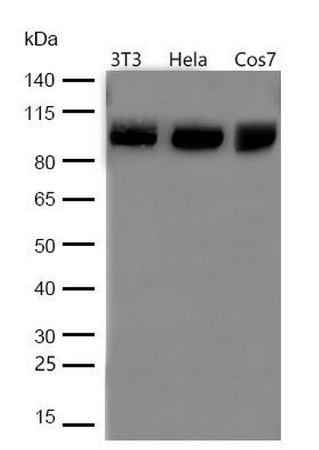 Phospho-HDAC7 (Ser486) Antibody in Western Blot (WB)