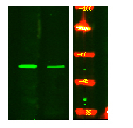 Phospho-IRF5 (Ser437) Antibody in Western Blot (WB)