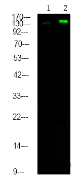 Phospho-c-Met (Tyr1365) Antibody in Western Blot (WB)