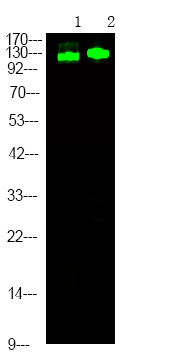 Phospho-p130 (Thr642) Antibody in Western Blot (WB)