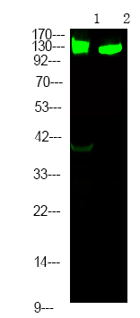 Phospho-p130 (Ser639) Antibody in Western Blot (WB)