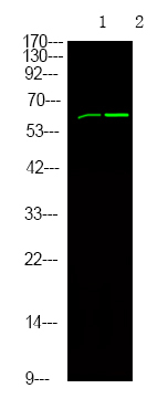 Phospho-SHC (Tyr349, Tyr350) Antibody in Western Blot (WB)