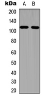 Phospho-EphA1 (Tyr605) Antibody in Western Blot (WB)