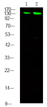 Phospho-MYPT1/MYPT2 (Ser668, Ser618) Antibody in Western Blot (WB)
