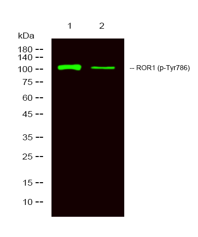 Phospho-ROR1 (Tyr786) Antibody in Western Blot (WB)