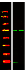 Phospho-SRPK1 (Thr601) Antibody in Western Blot (WB)