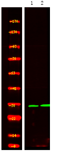 Phospho-14-3-3 sigma (Ser186) Antibody in Western Blot (WB)
