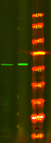 Phospho-CD19 (Tyr500) Antibody in Western Blot (WB)