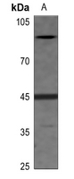 Phospho-eIF2 beta(Ser67) Antibody in Western Blot (WB)