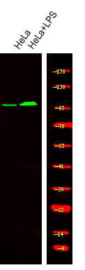 Phospho-INCENP (Thr59) Antibody in Western Blot (WB)