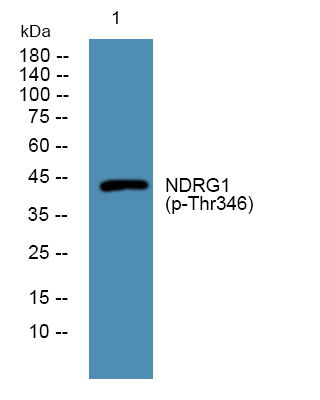 Phospho-NDRG1 (Thr346) Antibody in Western Blot (WB)