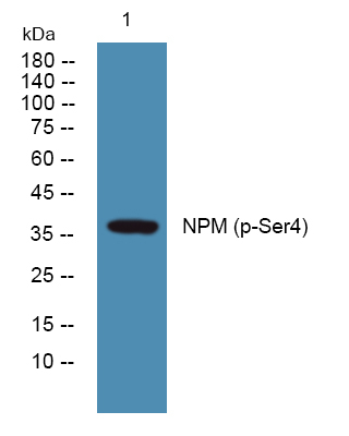 Phospho-NPM1 (Ser4) Antibody in Western Blot (WB)