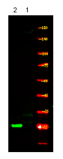 Phospho-p21 (Thr57) Antibody in Western Blot (WB)