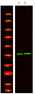Phospho-FEN1 (Ser187) Antibody in Western Blot (WB)
