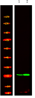 Phospho-RRAS (Tyr66) Antibody in Western Blot (WB)
